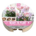 Plant-O-Mat Tray 24cm Tulipa & Chionodoxa