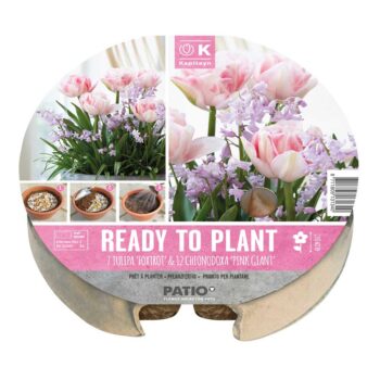 Plant-O-Mat Tray 24cm Tulipa & Chionodoxa
