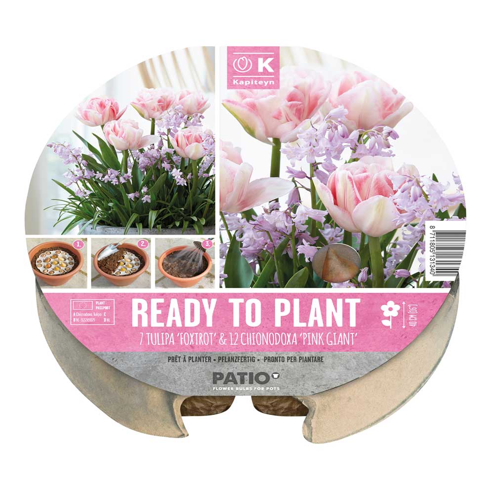 Plant-O-Mat Tray 24cm Tulipa & Chionodoxa Plant-O-Mat Tray 24cm Tulipa & Chionodoxa