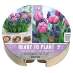 Plant-O-Mat Tray 24cm Tulipa & Muscari