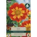 Dahlia Pooh