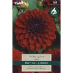 Dahlia Night Queen