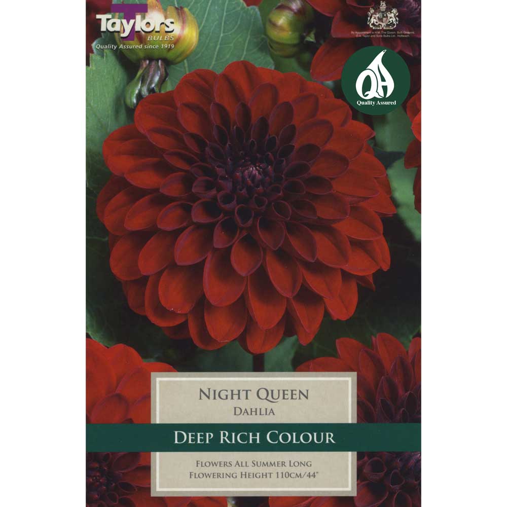 Dahlia Night Queen Dahlia Night Queen