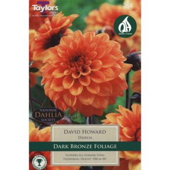 Dahlia David Howard