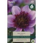 Dahlia Blue Bayou