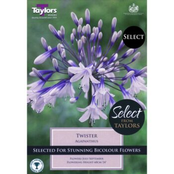 Agapanthus Twister