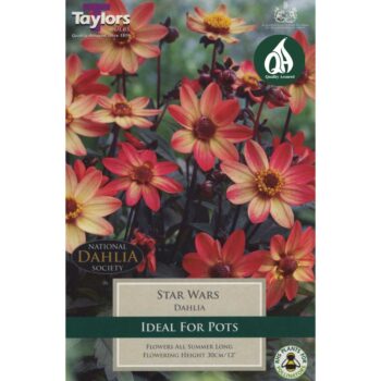 Dahlia Star Wars
