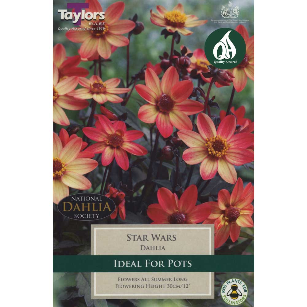 Dahlia Star Wars Dahlia Star Wars