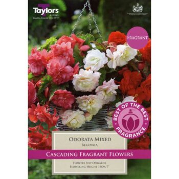 Begonia Odorata Mixed