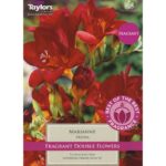Freesia Marianne