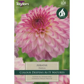 Dahlia Arbatax