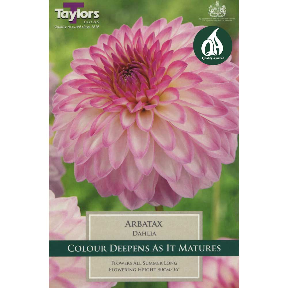 Dahlia Arbatax Dahlia Arbatax
