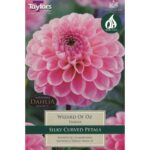 Dahlia Wizard Of Oz