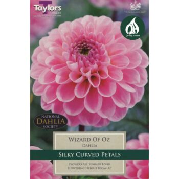 Dahlia Wizard Of Oz