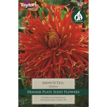 Dahlia Show 'N' Tell