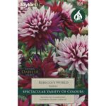 Dahlia Rebeccas World