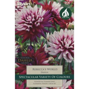 Dahlia Rebeccas World