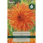 Dahlia Rejmans Firecracker