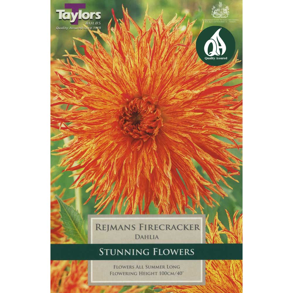 Dahlia Rejmans Firecracker Dahlia Rejmans Firecracker