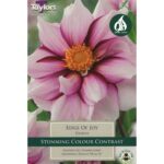 Dahlia Edge Of Joy