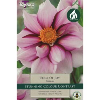Dahlia Edge Of Joy