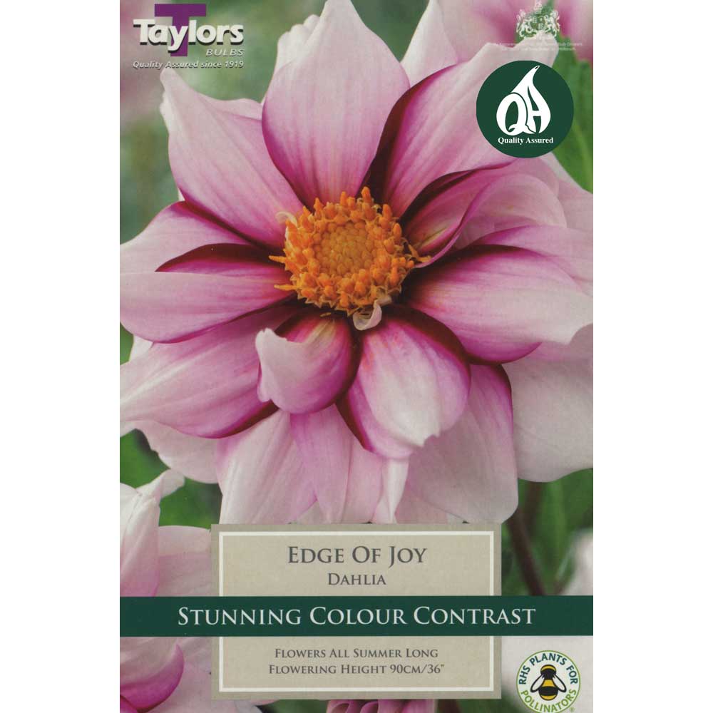 Dahlia Edge Of Joy Dahlia Edge Of Joy