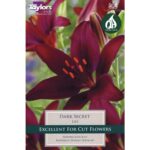 Lily Dark Secret