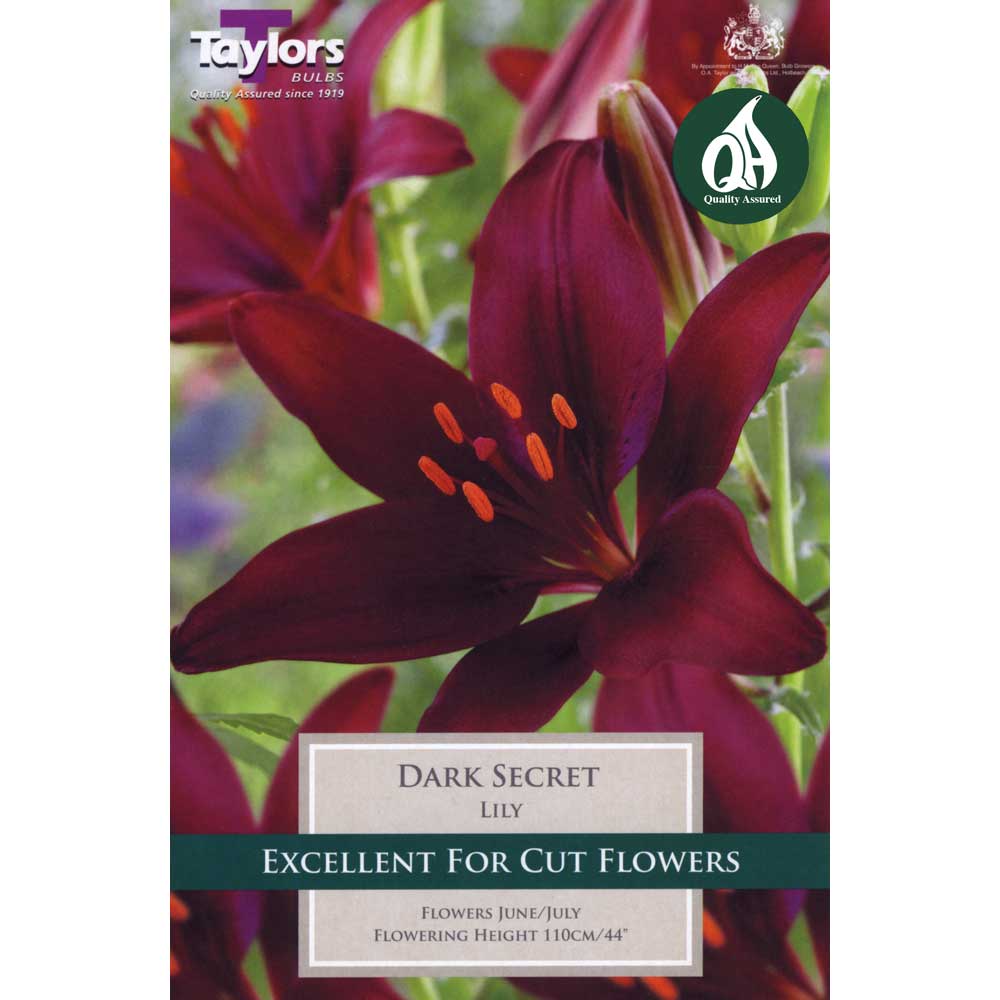 Lily Dark Secret Lily Dark Secret