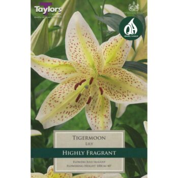 Lily Tigermoon