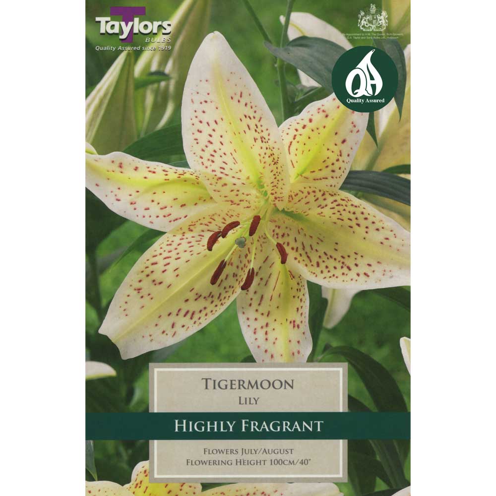 Lily Tigermoon Lily Tigermoon