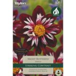 Dahlia Night Butterfly