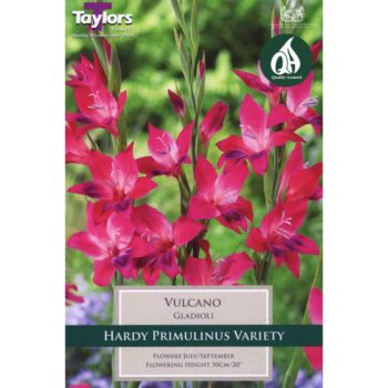 Gladioli Nanus Vulcano