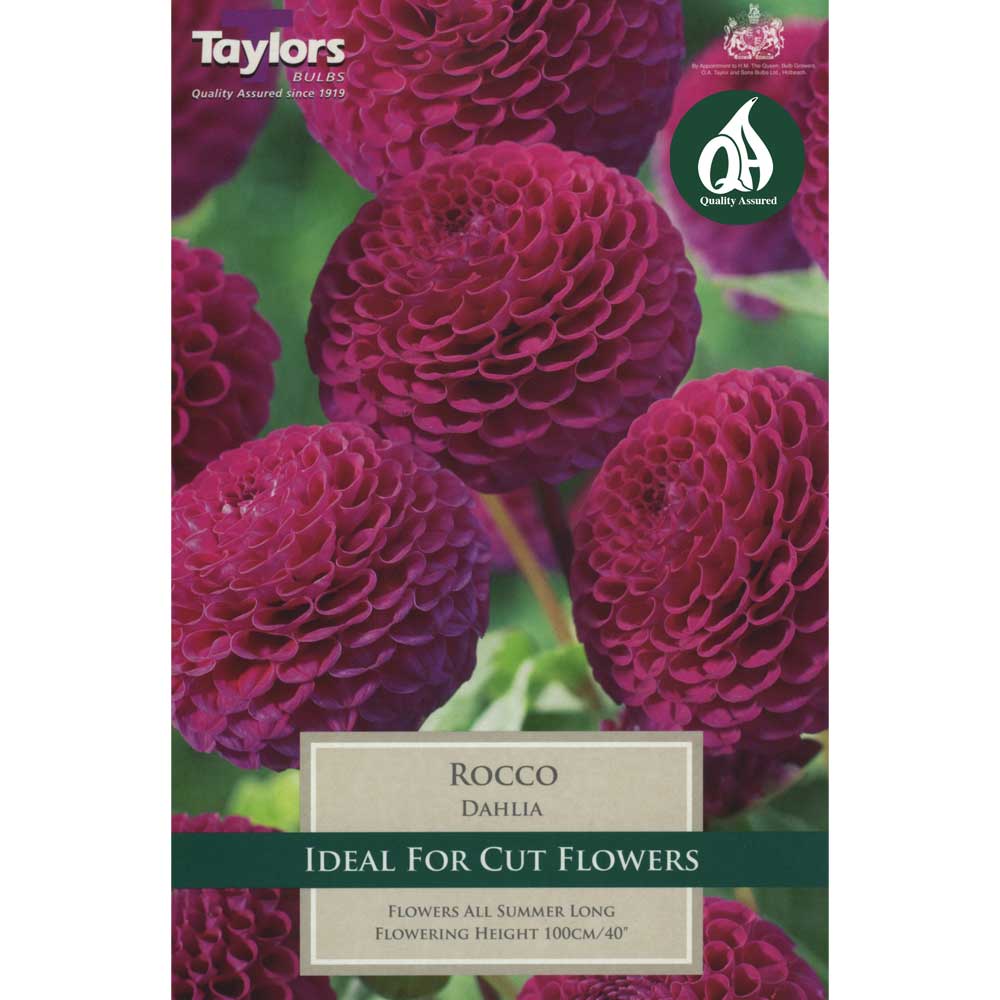 Dahlia Rococo Dahlia Rococo