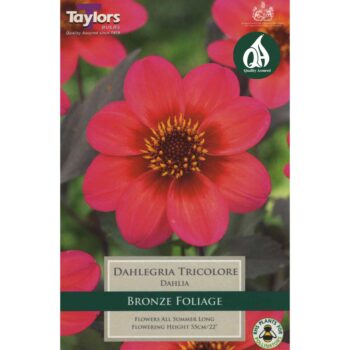 Dahlegria Tricolore