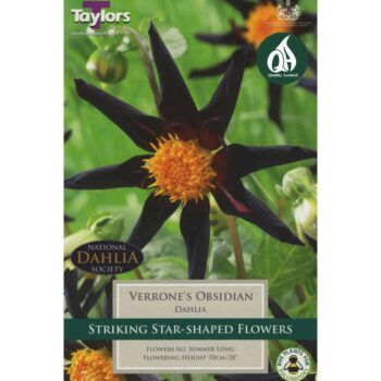 Dahlia Verrones Obsidian
