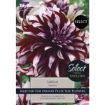 Dahlia Tartan