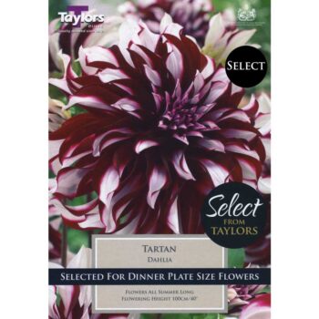 Dahlia Tartan