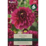 Dahlia Lilac Bull