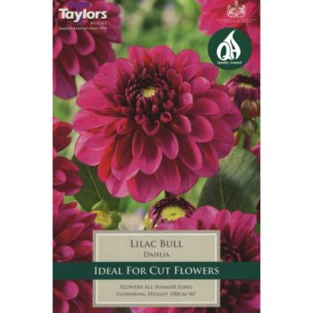 Dahlia Lilac Bull