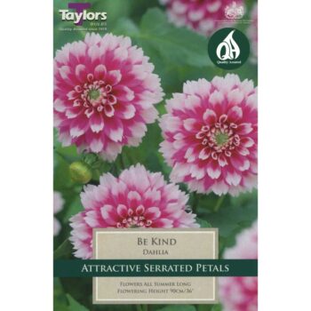Dahlia Be Kind
