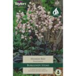 Penstemon Husker Red