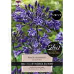 Agapanthus Black Buddhist