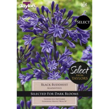 Agapanthus Black Buddhist