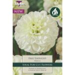 Dahlia Free Thought