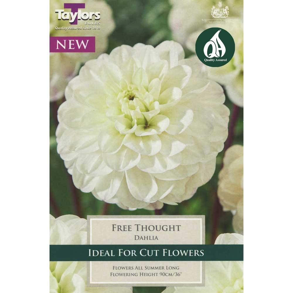 Dahlia Free Thought Dahlia Free Thought