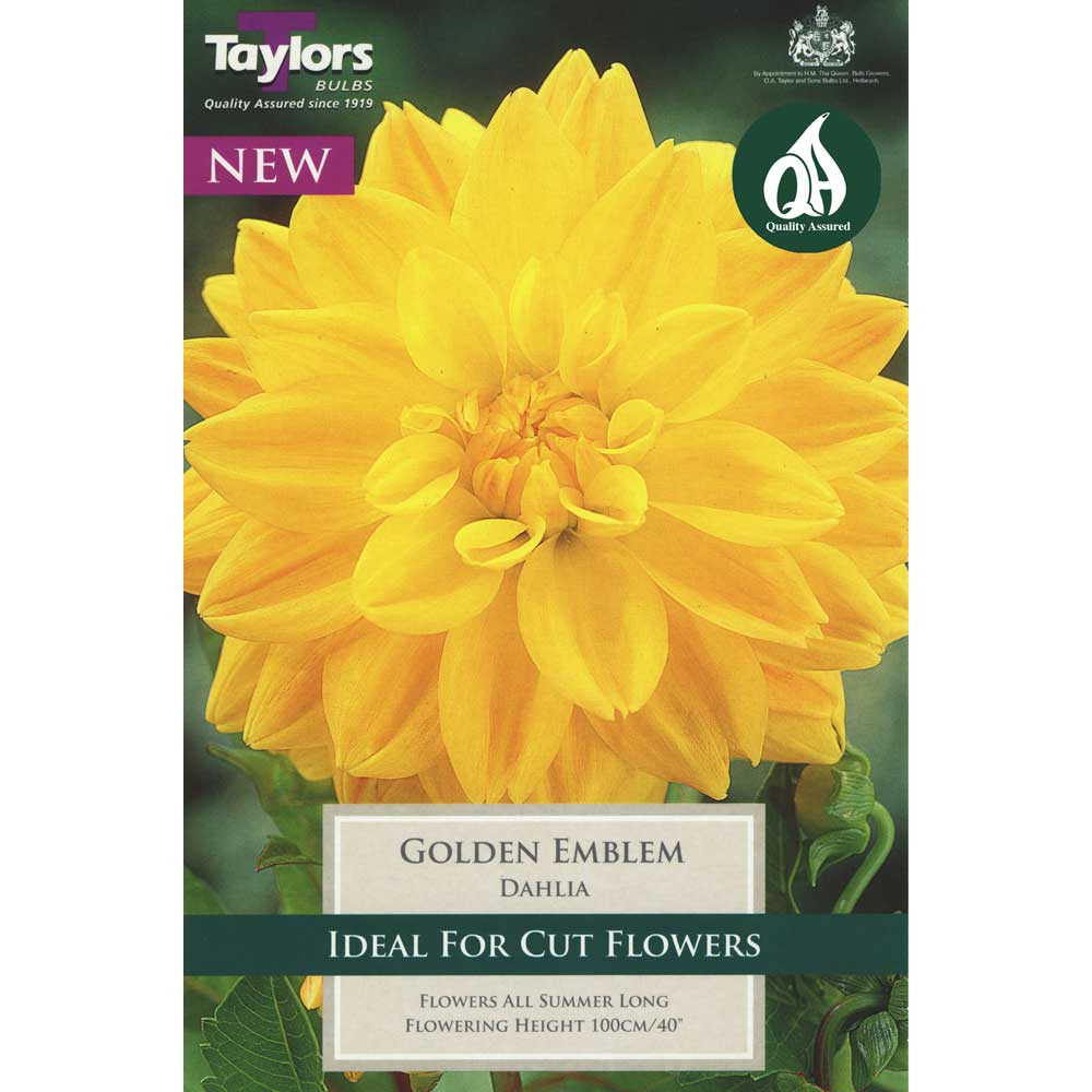 Dahlia Golden Emblem Dahlia Golden Emblem