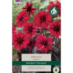 Dahlia Dracula