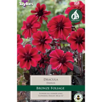 Dahlia Dracula