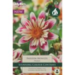 Dahlia Fashion Monger