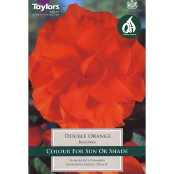 Begonia Orange Double